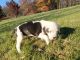 Mixed Puppies for sale in Bruceton Mills, WV 26525, USA. price: $300