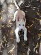 Mixed Puppies for sale in Kern County, CA 93561, USA. price: $600