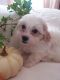 Mixed Puppies for sale in Laurel, MS, USA. price: NA