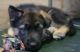 Mixed Puppies for sale in Brooklyn, NY, USA. price: $2,000