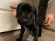 Mixed Puppies for sale in Arlington, WA, USA. price: NA