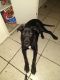 Mixed Puppies for sale in Las Cruces, NM 88001, USA. price: $1,200