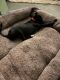 Mixed Puppies for sale in San Marcos, TX, USA. price: NA