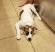 Mixed Puppies for sale in Lantana, TX 76226, USA. price: NA