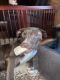 Mixed Puppies for sale in Elyria, OH 44035, USA. price: NA