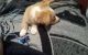 Mixed Puppies for sale in Los Angeles, CA 90061, USA. price: $400