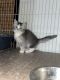 Mixed Cats for sale in Everett, WA, USA. price: $450