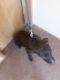 Mixed Puppies for sale in Tonopah, AZ 85354, USA. price: $8,000