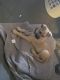Mixed Puppies for sale in Lawrenceville, GA 30046, USA. price: NA
