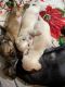 Mixed Puppies for sale in Grayson, GA, USA. price: $700