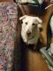 Mixed Puppies for sale in Bolton Landing, Bolton, NY, USA. price: NA
