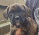 Mixed Puppies for sale in Vallejo, CA, USA. price: NA