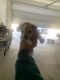 Mixed Puppies for sale in Dallas, TX, USA. price: $500