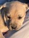 Mixed Puppies for sale in Decatur, TX 76234, USA. price: $10