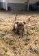 Mixed Puppies for sale in St. Louis, MO 63123, USA. price: NA