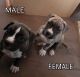 Mixed Puppies for sale in Phoenix, AZ, USA. price: $350