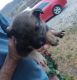 Mixed Puppies for sale in Jackson, KY 41339, USA. price: $100