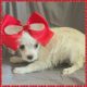 Mixed Puppies for sale in Taylor, TX 76574, USA. price: $1,000
