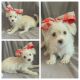 Mixed Puppies for sale in Taylor, TX 76574, USA. price: $800