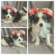Mixed Puppies for sale in Taylor, TX 76574, USA. price: $1,000