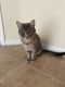 Mixed Cats for sale in Cape Coral, FL, USA. price: NA