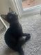 Mixed Cats for sale in Beaverton, OR 97005, USA. price: NA