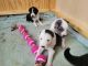 Mixed Puppies for sale in 10005 Barston Ct, Alpharetta, GA 30022, USA. price: $500