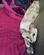 Mixed Cats for sale in Miami, FL 33133, USA. price: NA