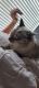 Mixed Cats for sale in Beaverton, OR, USA. price: NA