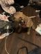 Mixed Puppies for sale in Greensboro, NC, USA. price: NA