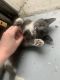 Mixed Cats for sale in Fort Meade, FL 33841, USA. price: NA