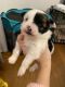 Mixed Puppies for sale in Dix Hills, NY, USA. price: $1,500