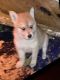 Mixed Puppies for sale in 3055 S Elm Ave, Fresno, CA 93706, USA. price: $500