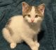 Mixed Cats for sale in Chicago, IL, USA. price: NA
