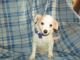 Mixed Puppies for sale in Berea, KY, USA. price: $425