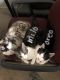 Mixed Cats for sale in Orange, CA, USA. price: NA