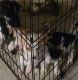 Mixed Puppies for sale in Titusville, FL, USA. price: NA