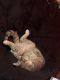 Mixed Cats for sale in Muskegon, MI, USA. price: NA