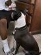Mixed Puppies for sale in Orange County, FL, USA. price: $150