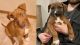 Mixed Puppies for sale in Spokane, WA 99206, USA. price: $400
