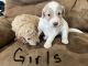 Mixed Puppies for sale in Ashville, AL, USA. price: $1,300