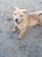 Mixed Puppies for sale in Friant, CA 93626, USA. price: $100