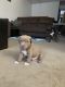 Mixed Puppies for sale in Eagle River, Anchorage, AK 99577, USA. price: $600