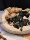 Mixed Puppies for sale in Pittsburgh, PA, USA. price: $500