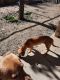 Mixed Puppies for sale in Superior, AZ 85173, USA. price: NA