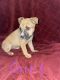 Mixed Puppies for sale in Baltimore, MD, USA. price: $250