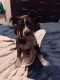 Mixed Puppies for sale in 511 N 52nd St, Phoenix, AZ 85008, USA. price: NA