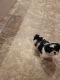 Mixed Puppies for sale in Independence, MO, USA. price: $500