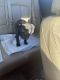 Mixed Puppies for sale in Oak Park, IL, USA. price: $500