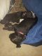 Mixed Puppies for sale in Prescott, AZ 86301, USA. price: NA